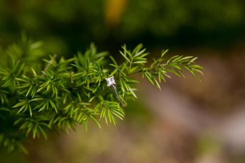 MoniqueAshwin Engagement shoot_18012020_ (26)